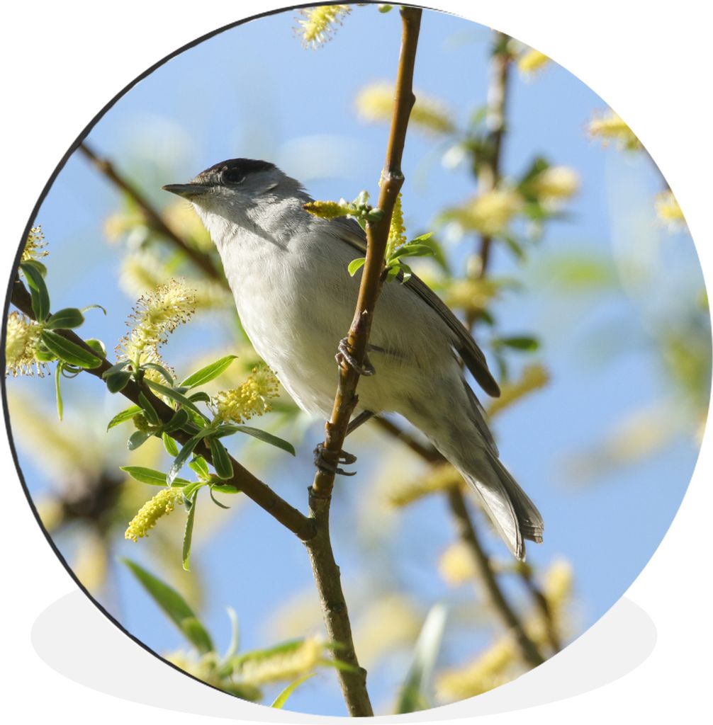 MuchoWow Aluminium Wandkreis Vogel im Baum Ø 60 cm Wanddeko Modern Wohnzimmer - Wand Kreis - Wandbild - Schlafzimmer - Aluminium Bild - Kinderzi...
