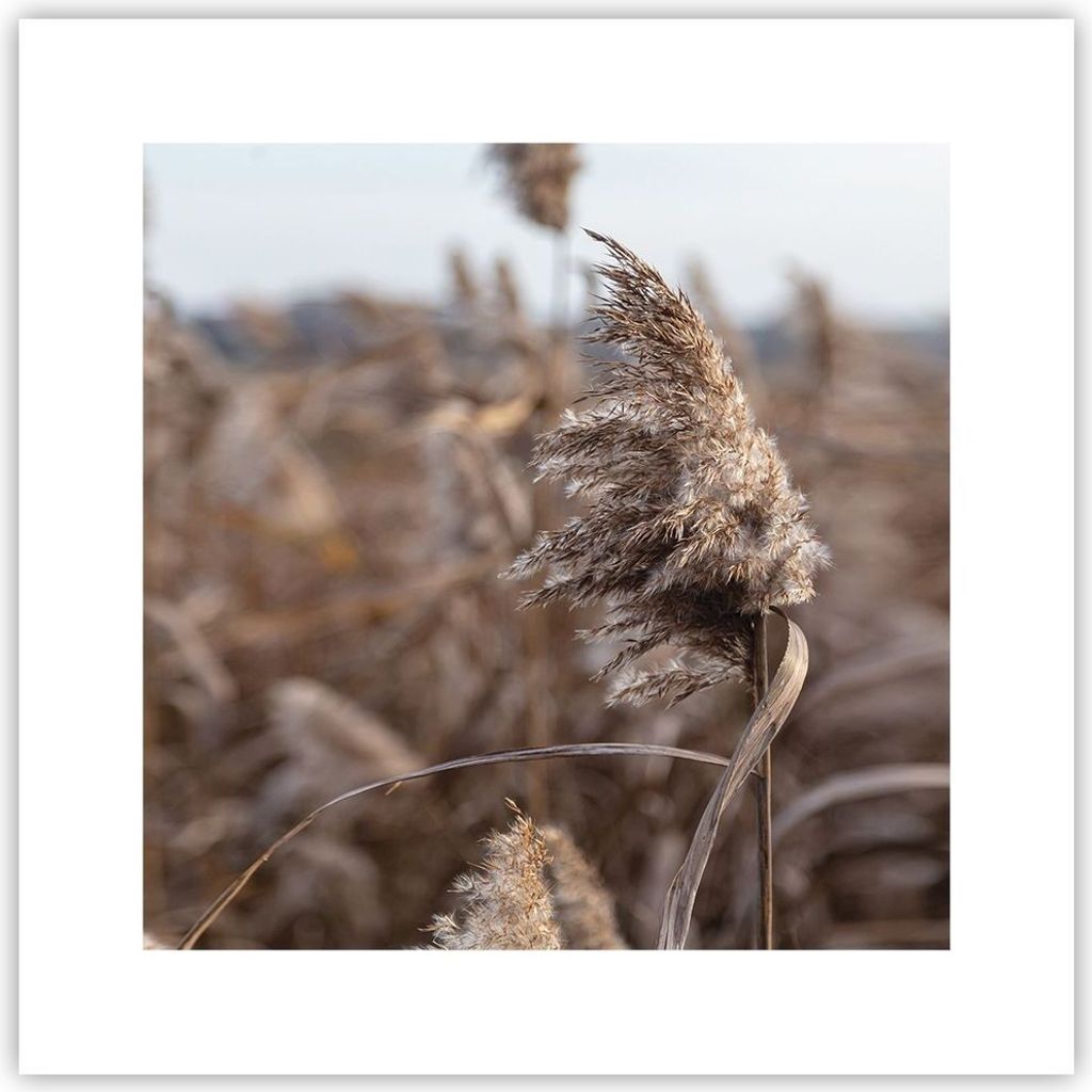 Poster - Poster ohne Rahmen - Boho Ähren Gras - 30x30 cm - Wand Bild - Wanddeko - Wandbilder - Kunstposter - Wandposter - Bilder - Kunstdruck - Wa...