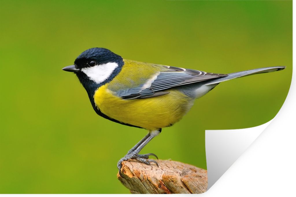 MuchoWow Wandtattoo Wandsticker Wandaufkleber Vogel - Kohlmeise - Tiere - Grün 60x40 cm Selbstklebend und Repositionierbar - Wierderverwendbar -...