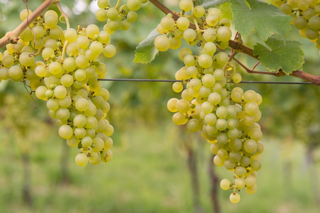 Close-up of ripe, pale green grapes hanging from a vine in a vineyard.
