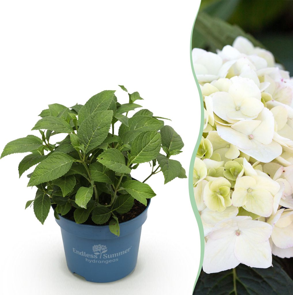 Green boutiQ - Gartenpflanze - Hydrangea Endless Summer The Bride - Hortensie - Winterhart - Weiß - 1 Pflanze - Topf 14cm - Höhe 20-25cm