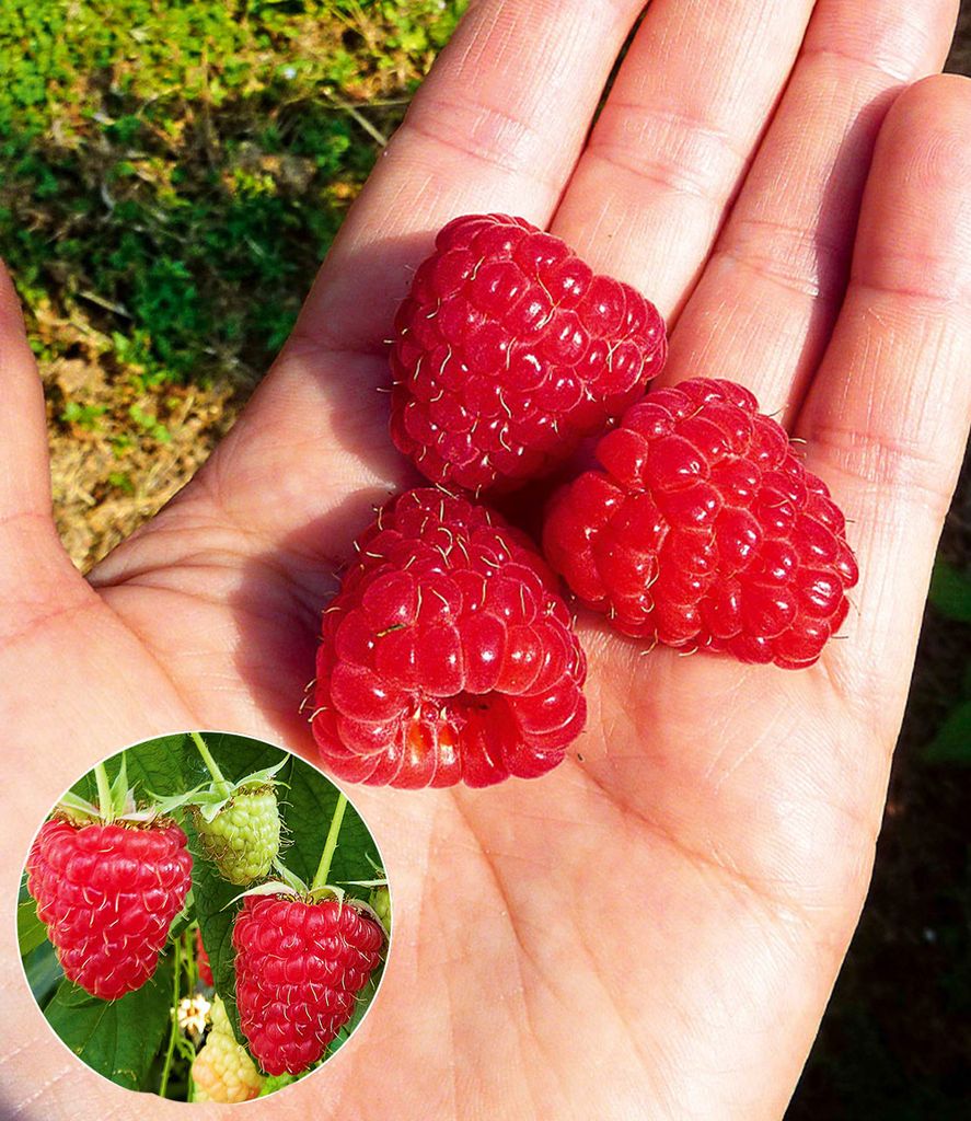 A hand holding three ripe raspberries, with a small inset image showing raspberries on a plant.
