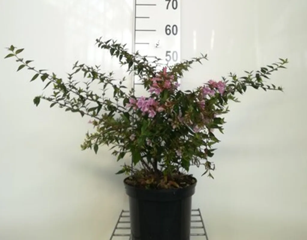 Arbuste d'ornement Abelia Edward Goucher 25/30cm idéal pour haie basse