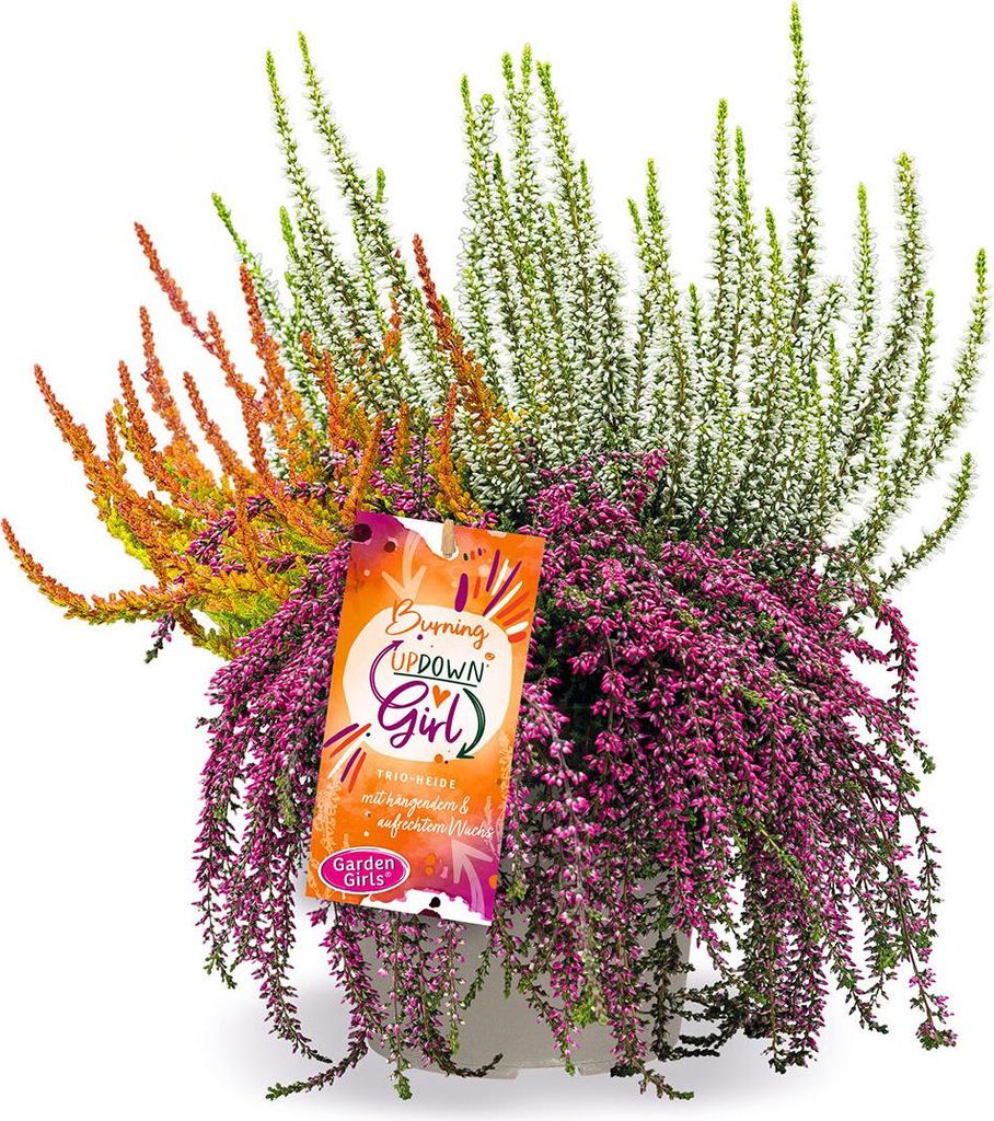 BALDUR Garten 1x Calluna Knospenheide 'Burning Up Down Produktbild 