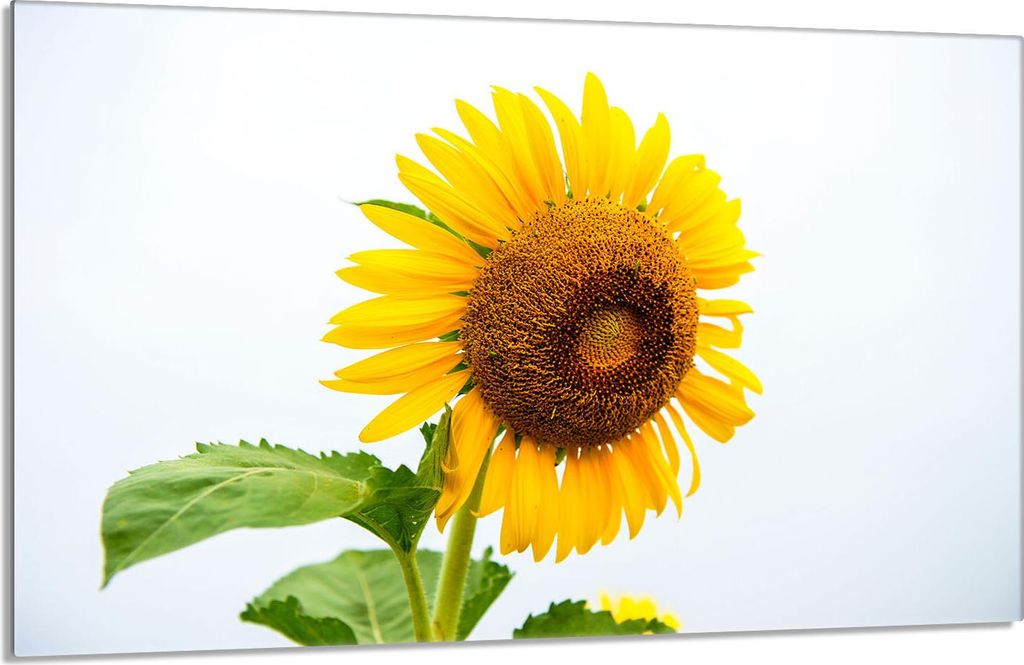 Glasherdschutzplatte 80x52 Blume