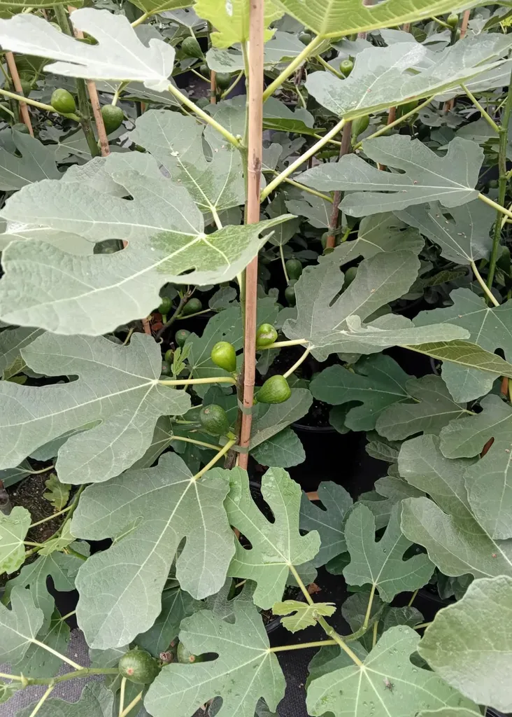 Figuier Ficus carica résistant pour récolte de fruits maison 30-40 cm