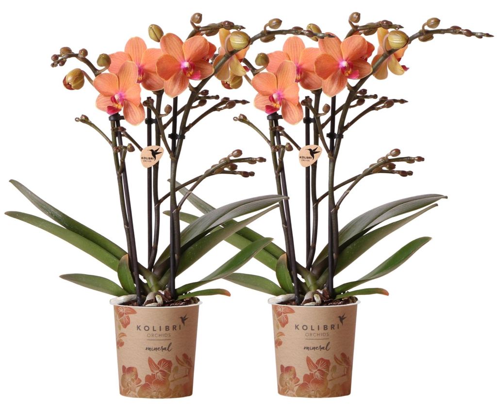 Kolibri Orchids | zestaw 2 pomaranczowych storczyków Zdjęcie produktu 