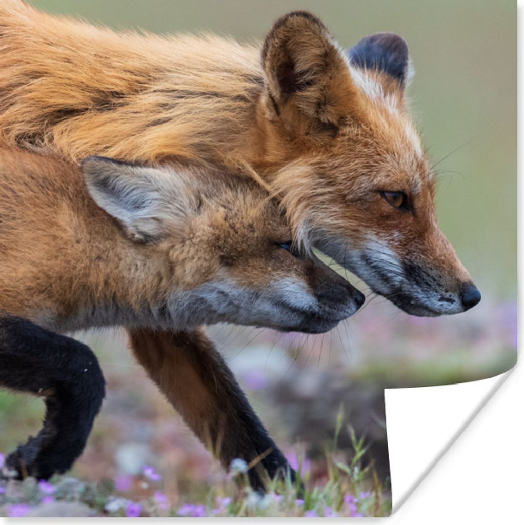 MuchoWow Poster Rotfuchs mit Jungtier 30x30 cm - Wandposter - Printing