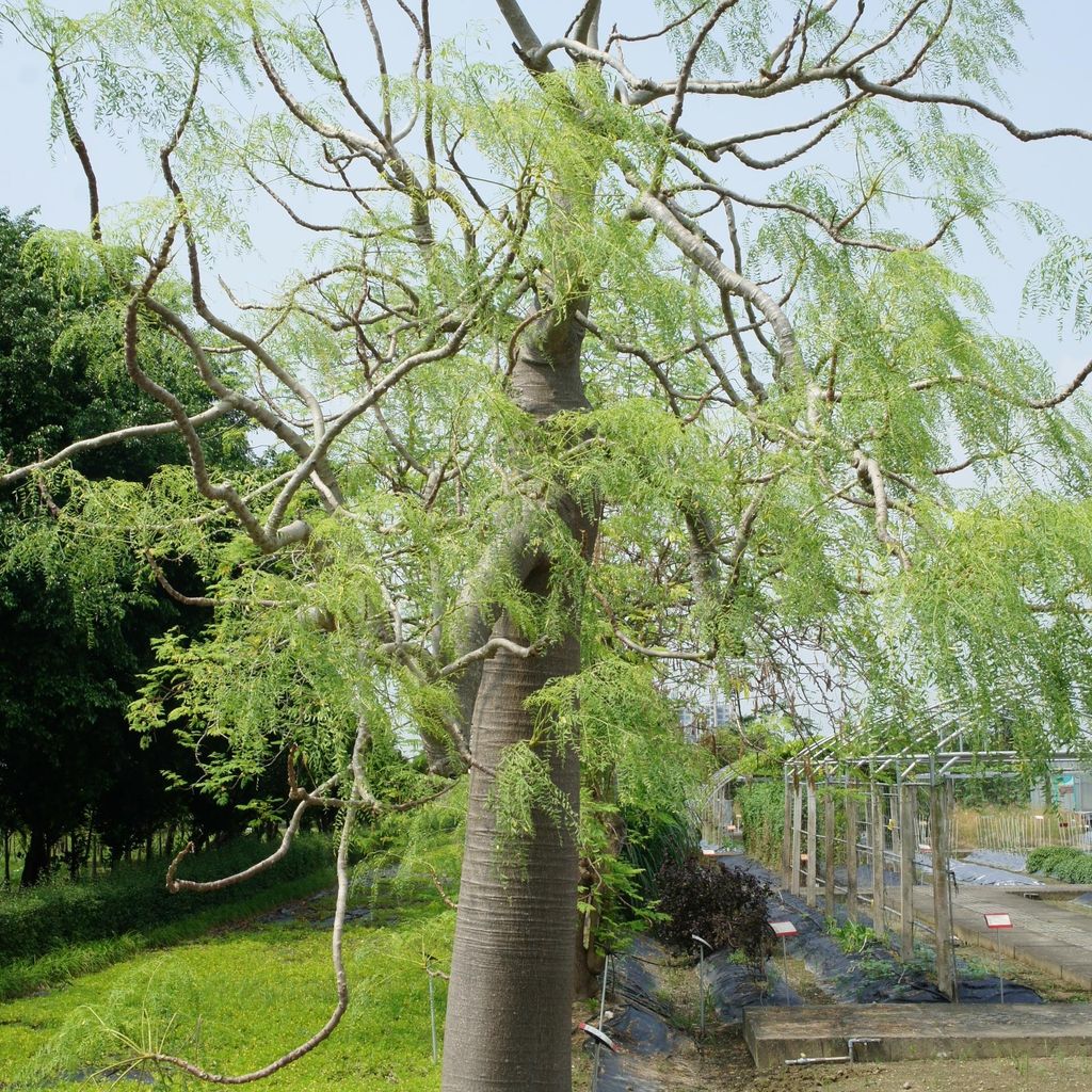 Madagaskarský strom fantom (Moringa drouhardii)  – 3 semena Obrázek produktu 