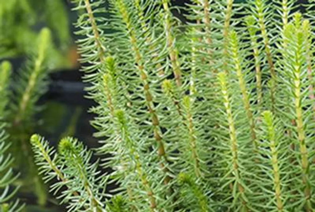 Stopper les algues de bassin avec 6 Hippuris vulgaris Plume de sapin