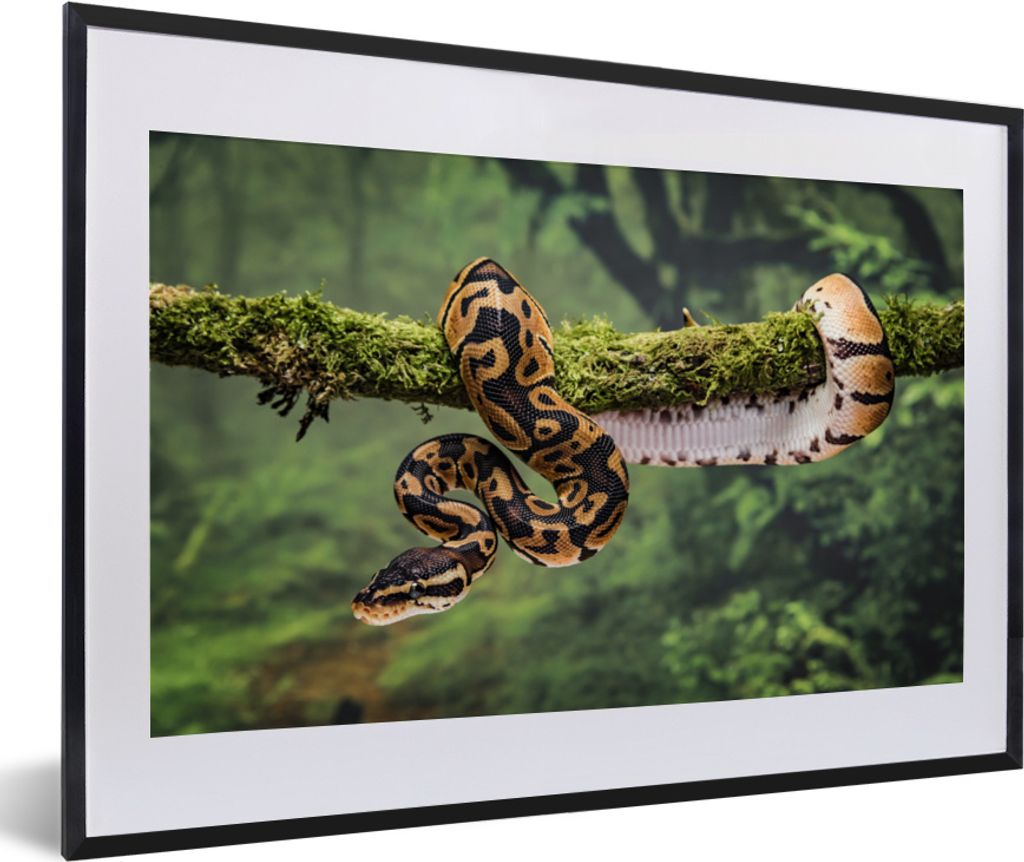 MuchoWow MuchoWow Gerahmtes Poster Schlange - Zweig - Regenwald 60x40 cm - Poster mit zchwarzem Bilderrahmen - Schlafzimmer - Plakat in Rahmen ...