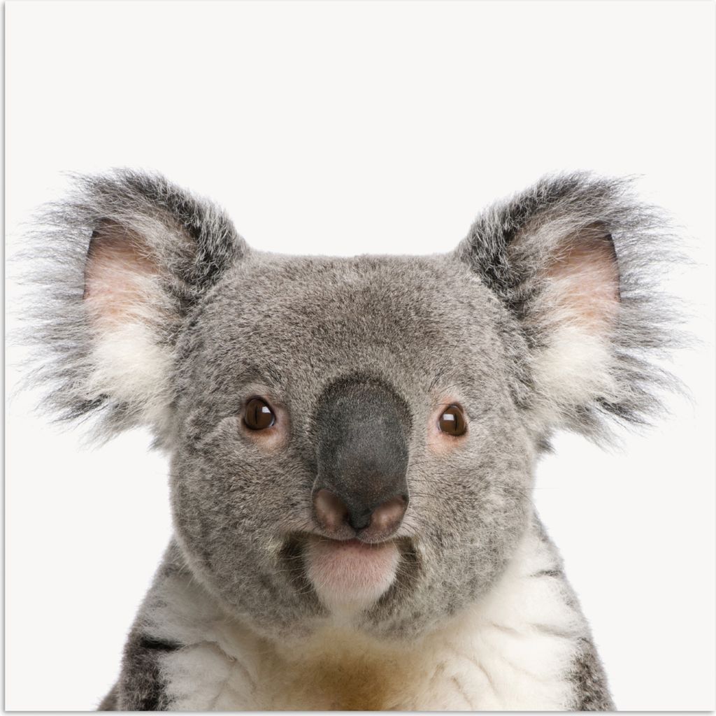 MuchoWow Poster Koala - Koala Bär - Mädchen - Jungen - Tiere 100x100 cm - Babyzimmer