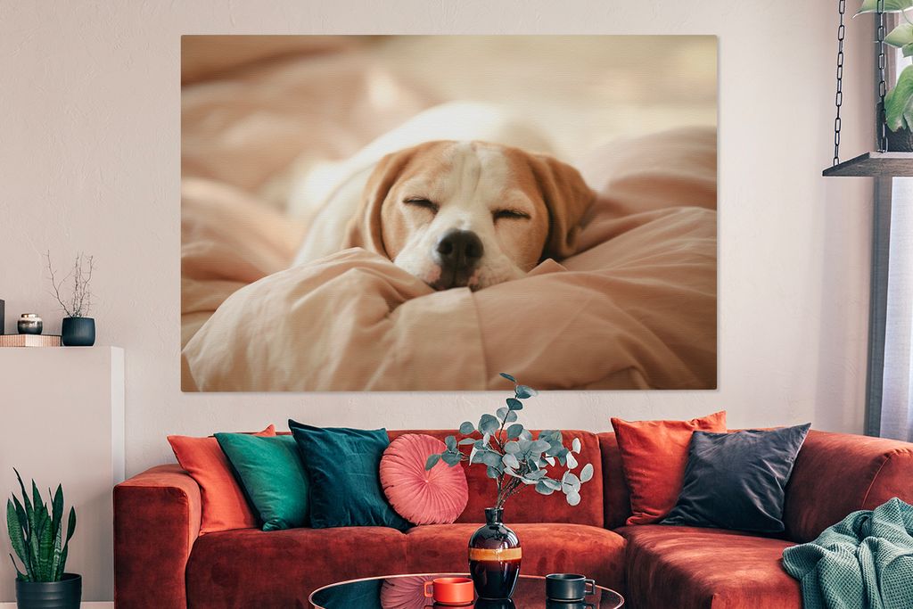 OneMillionCanvasses - Leinwandbilder - 150x100 cm, Ein süßer Beagle liegt schlafend auf einem Bett, Wandbilder Kunstdruck Wanddekoration