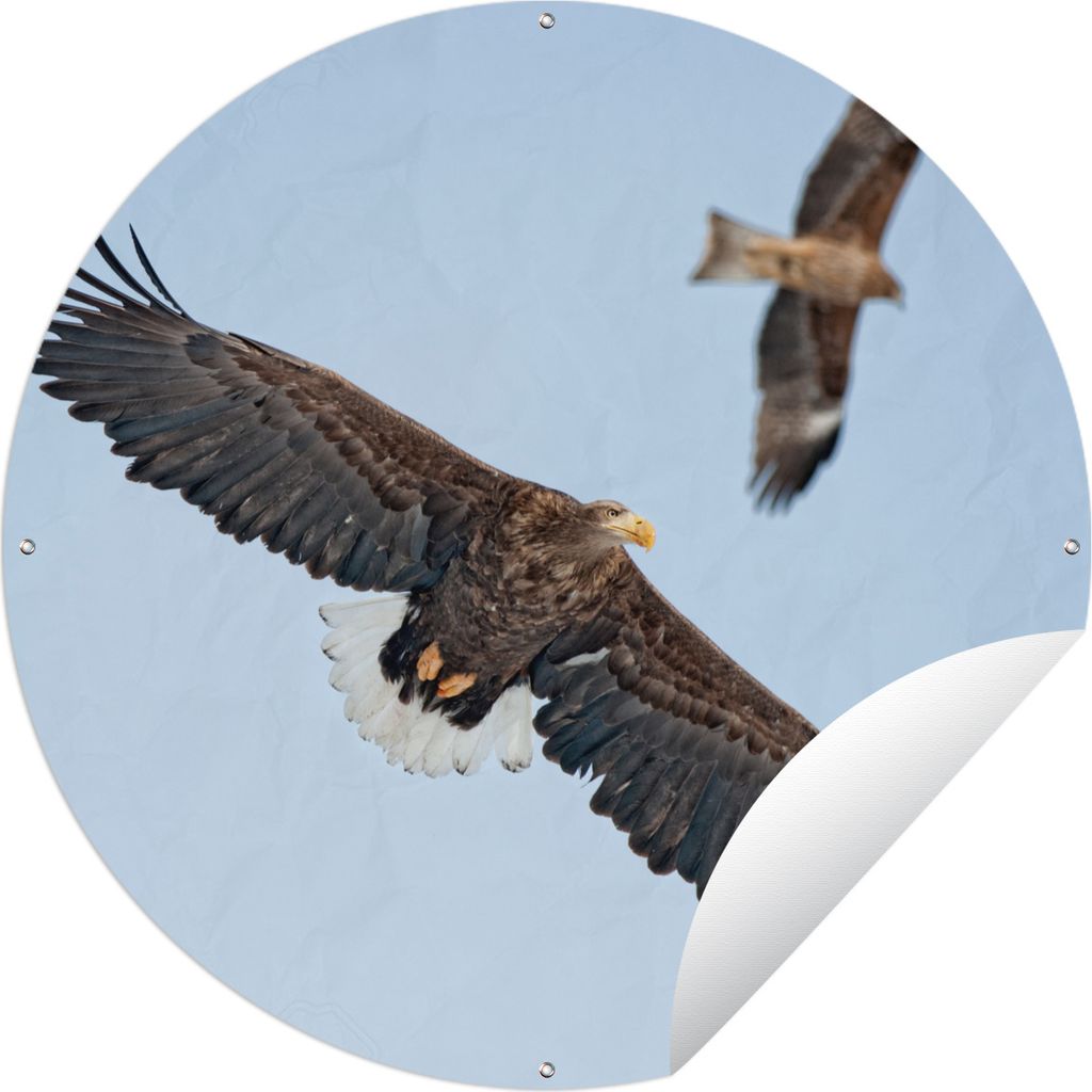 MuchoWow Gartenposter Outdoor-Poster Rund Zwei europäische Seeadler schweben in der Luft Ø 150 cm Gartendeko Rundes Poster draußen