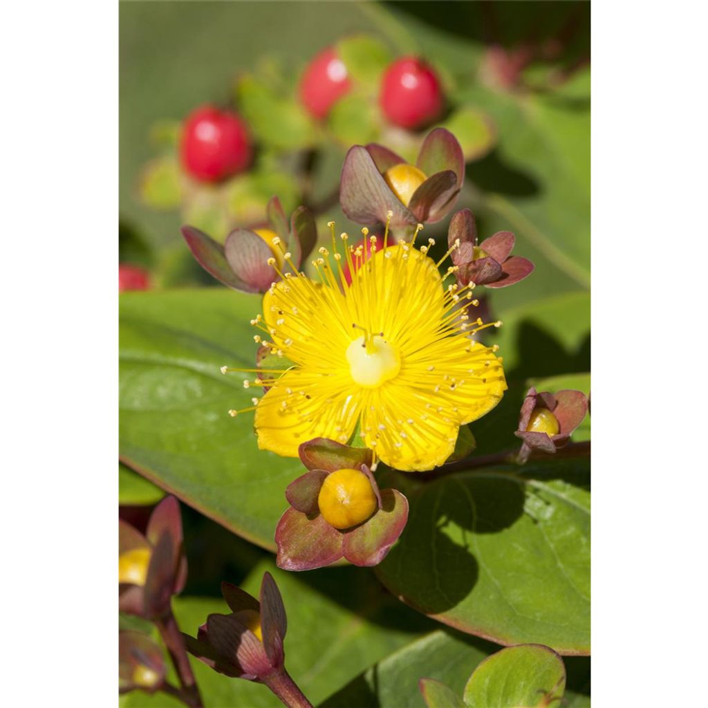 Hypericum inodorum - Johanniskraut, im Topf 13 cm - 13 cm
