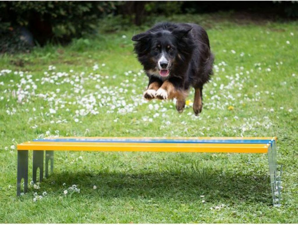 Zusammenklappbare Agility-Hürde Für Hunde – Leicht, Transportabel & Ideal Für Training Im Freien
