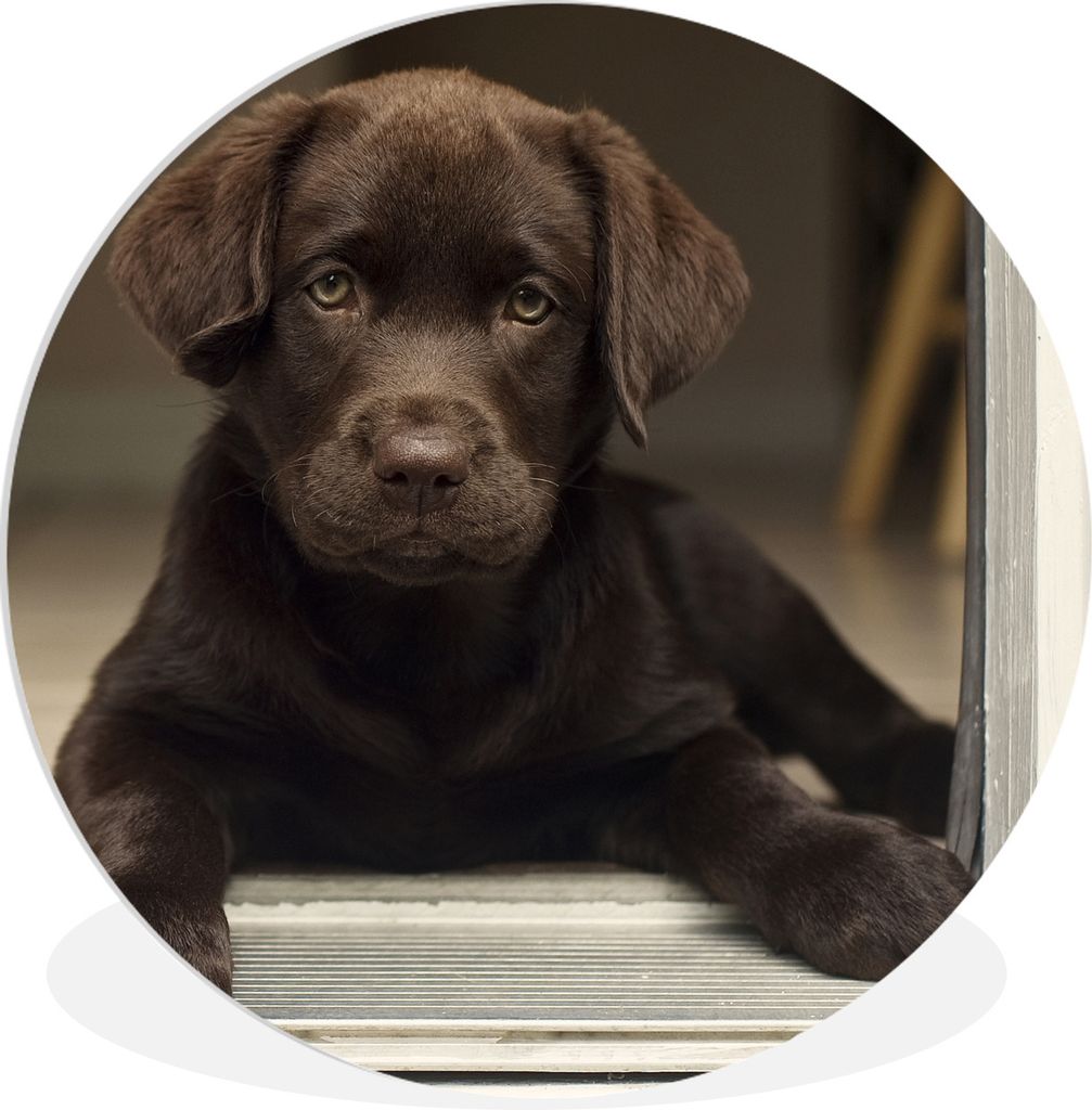 MuchoWow Rundes Wandbild - Runde Bilder Niedlicher Labrador Retriever schaut in die Kamera Ø 30 cm Kreis Wanddekoration Kunststoff - Wandkreis -...