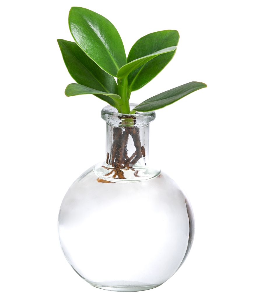 Dehner Waterplant Balsamapfel, Clusia rosea Princess, Wasserpflanze im Kugelglas, Ø 7 cm, Höhe 15 cm, Zimmerpflanze