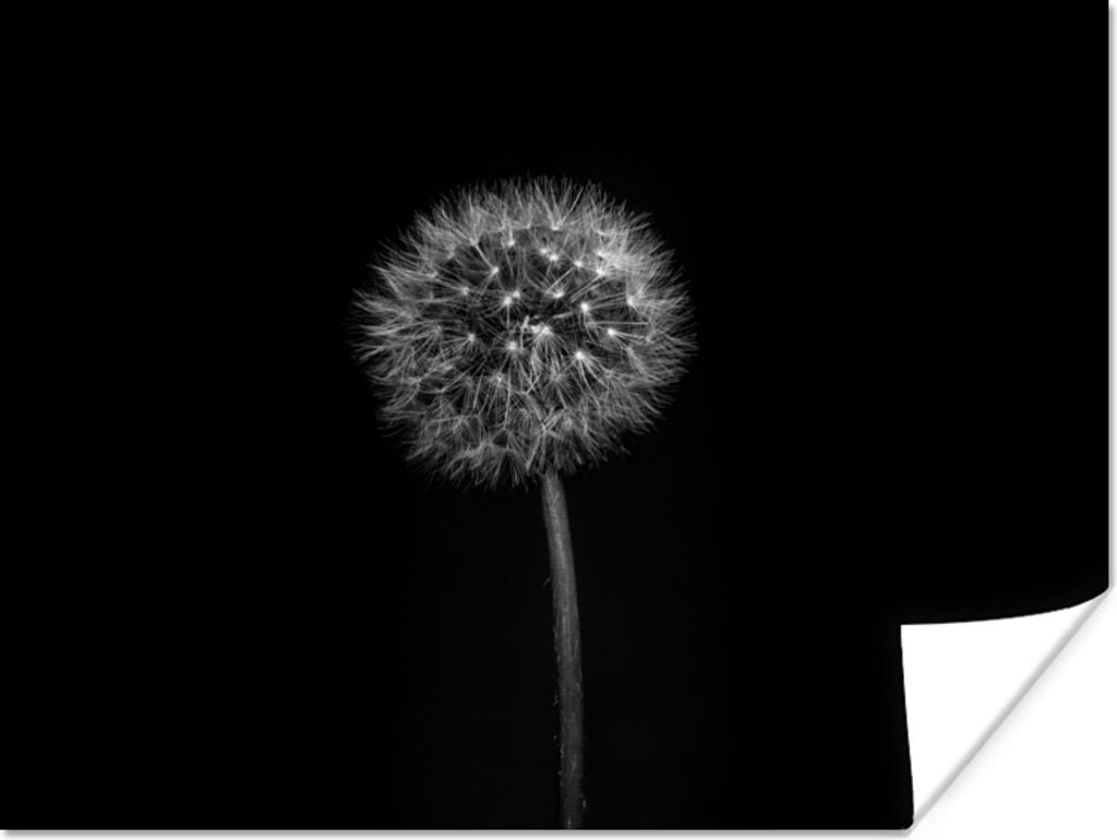 MuchoWow Poster Löwenzahn - Schwarz - Floral - Botanisch 120x90 cm - Wandbild