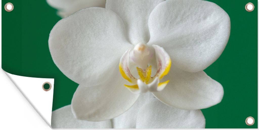 MuchoWow 80x40 cm Outdoor-Poster Gartendeko Sichtschutz Garten Poster für den Garten Orchidee mit grünem Hintergrund