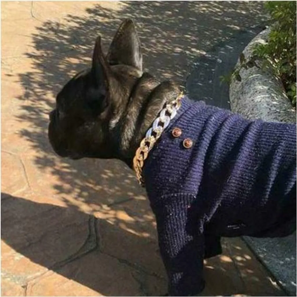 Collier Chien Chaîne Or Pour Balade Chic Taille M 36-43cm - Luxe