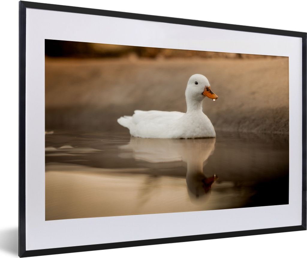 MuchoWow Gerahmtes Poster Ente - Vogel - Wasser - Weiß 60x40 cm - Poster mit Schwarzem Bilderrahmen Wandposter Rahmen Foto Bilder - Schlafzimmer...