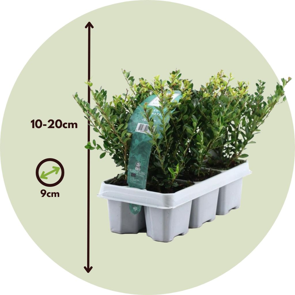 Cezmína vrúbkovaná - 12 ks. - Ilex crenata 'Jenny' - Výška Obrázok produktu 2