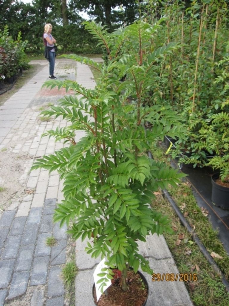 Sorbus aucuparia Autumn Spire (R) - Herbst-Eberesche Autumn Produktbild 