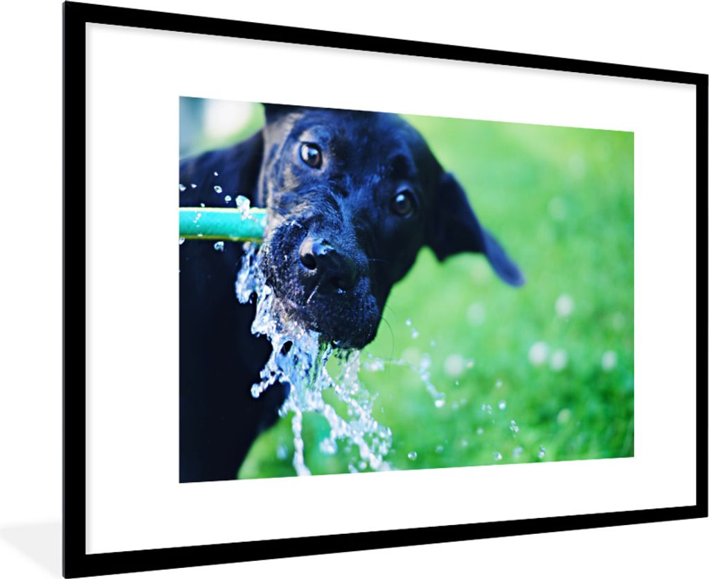 MuchoWow MuchoWow Gerahmtes Poster Hund - Wasser - Schwarz 90x60 cm - Poster mit zchwarzem Bilderrahmen - Wanddekoration - Fotos