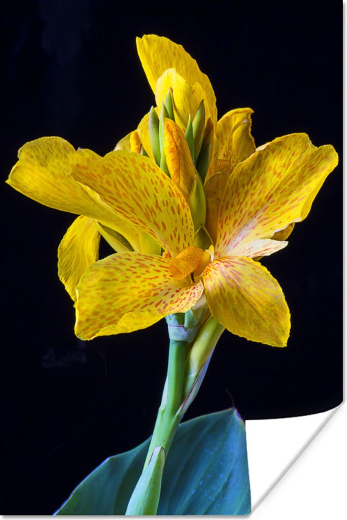 MuchoWow Poster Porträt einer blauen und gelben Canna-Blume 20x30 cm - Papierdruck