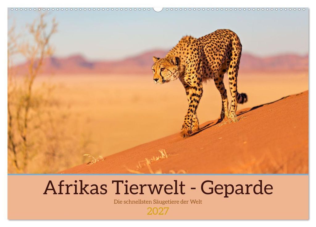 Afrikas Tierwelt - Geparde (Wandkalender 2027 DIN A2 quer), CALVENDO Monatskalender