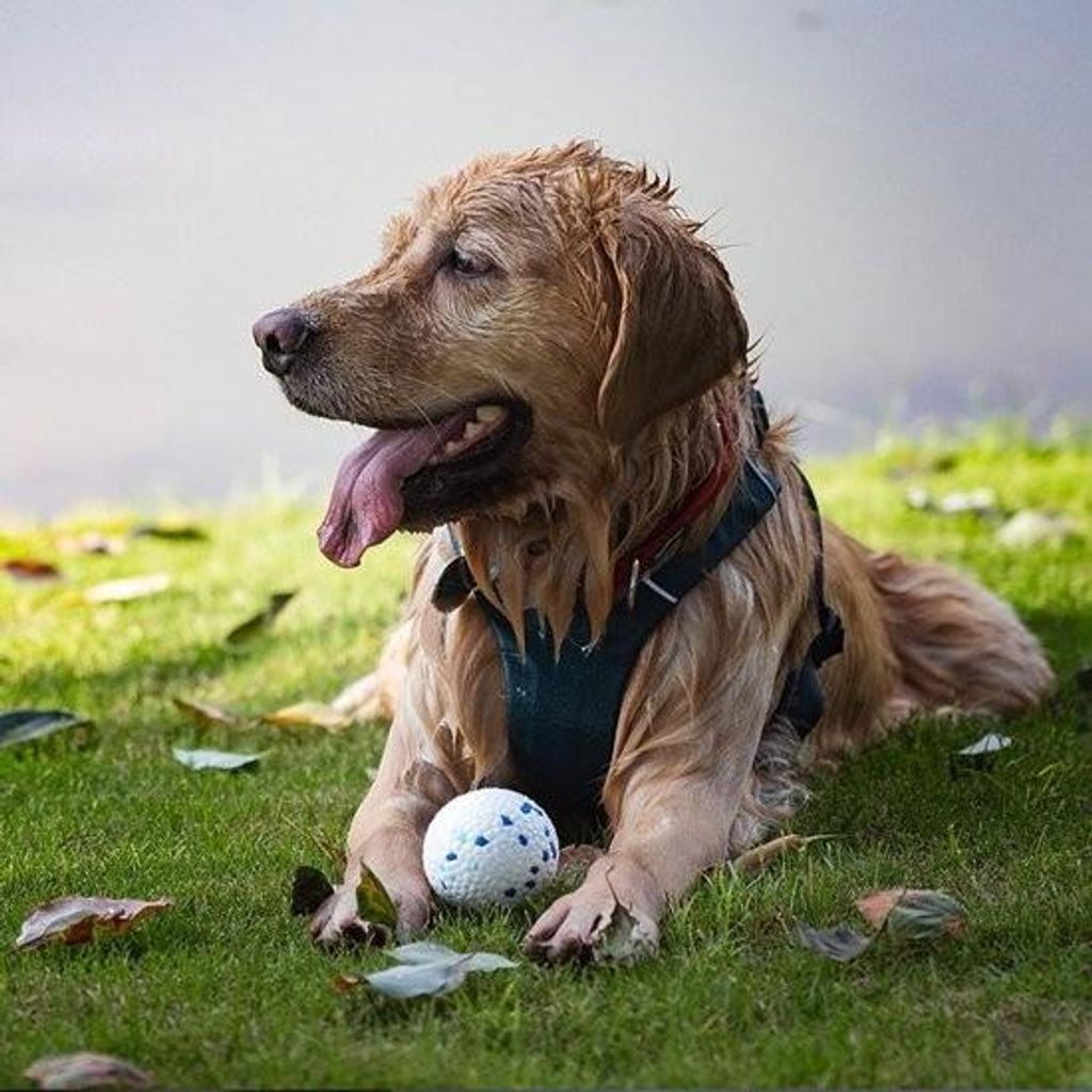 4-teiliger, widerstandsfähiger Hundebissball, einzigartiges Hundespielzeug – unzerstörbarer, interaktiver Ball für Hunde, die aggressiv kauen.
