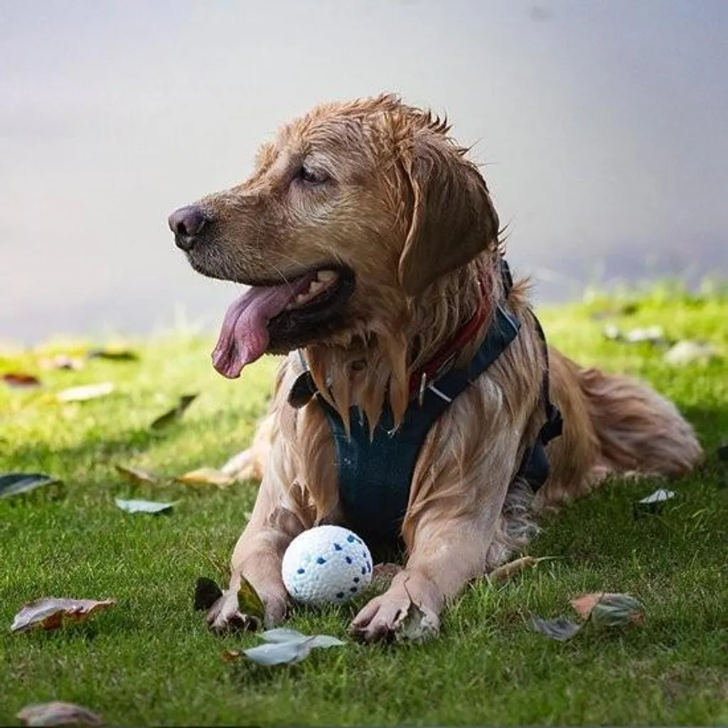Balle interactive indestructible pour chiens qui mâchent agressivement