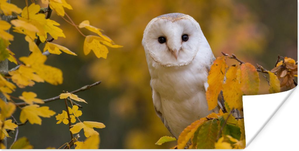 MuchoWow Poster Vogel - Eule - Herbst 40x20 cm - Poster für die Wand - Poster Schlafzimmer
