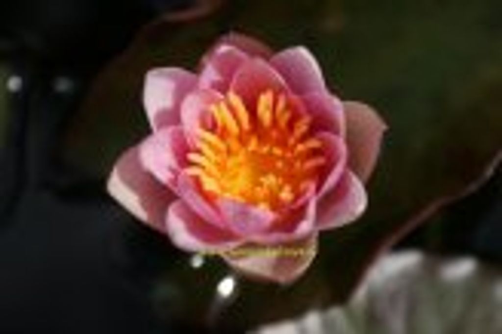 1 ZWERGSEEROSE der Sorte Pygmaea Rubra, rote Blüte Produktbild 