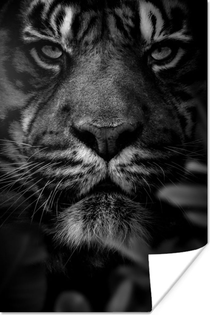 MuchoWow Poster Nahaufnahme von Blättern und einem Tiger im Dschungel - schwarz und weiß 60x90 cm - Wanddekoration