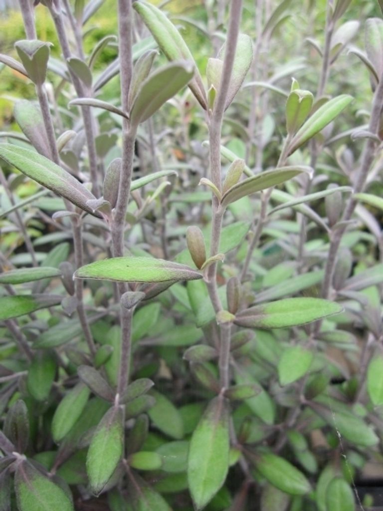 Corokia Frosted Chocolate - Drahtstrauch Frosted Chocolate 30-40