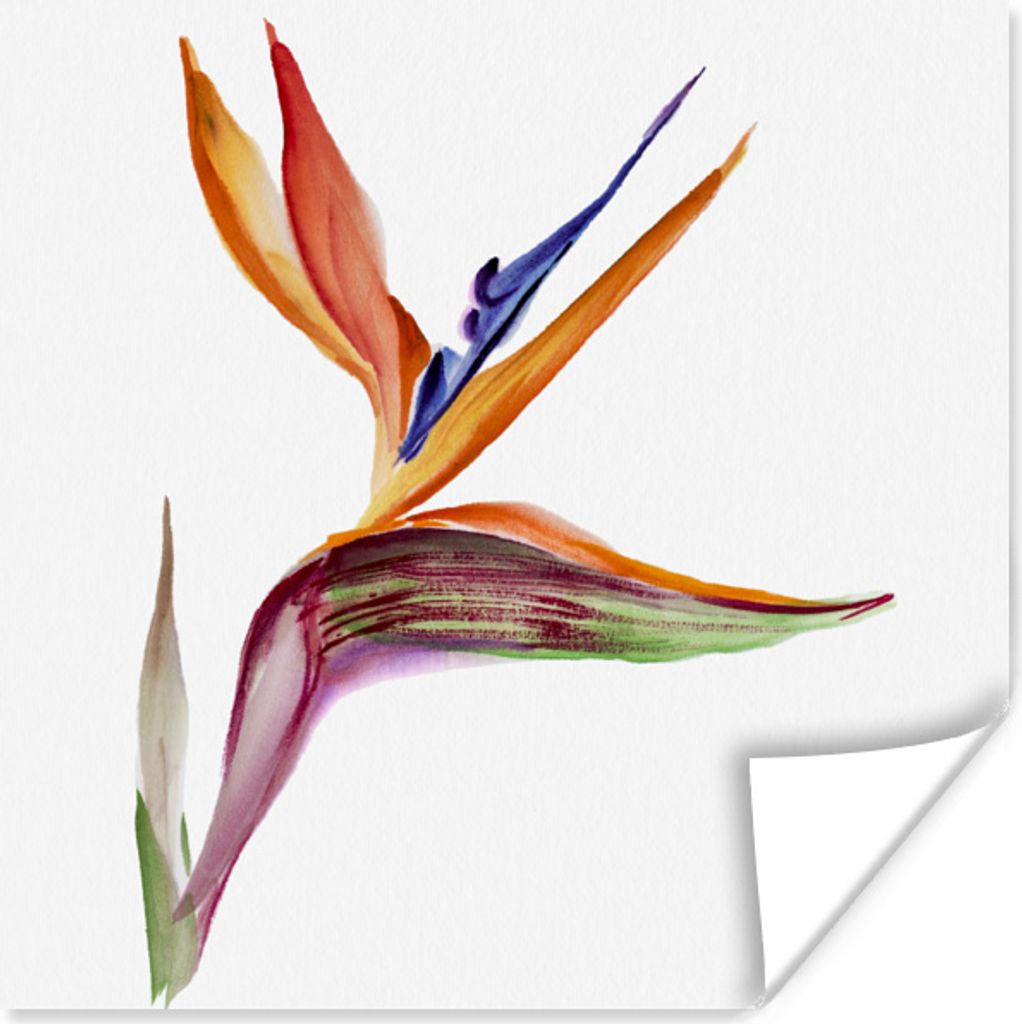 MuchoWow Poster Strelitzia - Aquarell - Blumen 30x30 cm - Wandposter - Printing