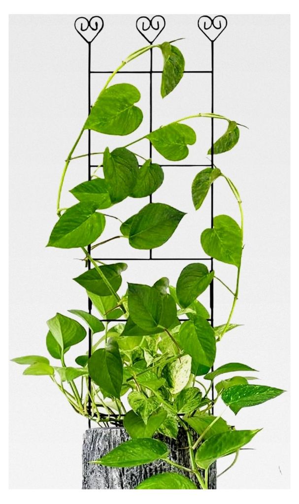 Stabiles Metall-Rankgitter für Kletterpflanzen | Garten-Rankgitter für Pflanzenstützen, Zubehör für Zimmerpflanzen wie Monstera, Efeu, Tomaten...