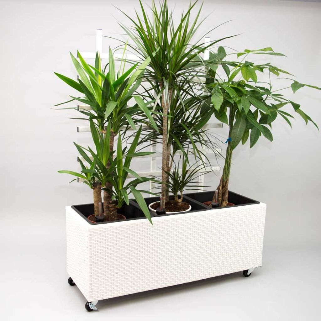 Elegant Einrichten | Pflanzkübel | Polyrattan | mit Rankgitter | rechteckig | 82x30x100cm | weiß.