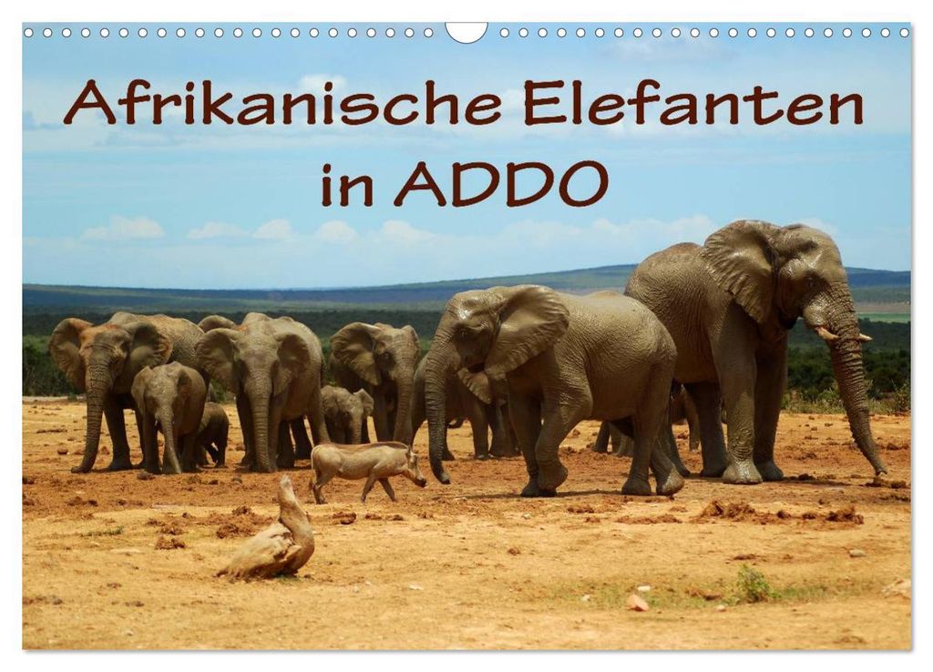 Afrikanische Elefanten in ADDO (Wandkalender 2027 DIN A3 quer), CALVENDO Monatskalender