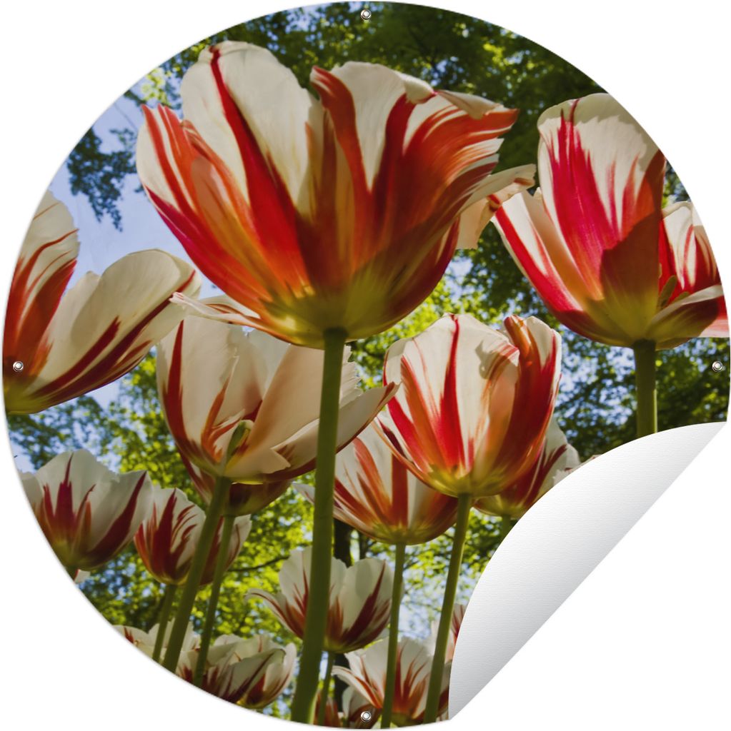 MuchoWow Gartenposter Outdoor-Poster Rund Ein Garten mit roten und weißen Tulpen Ø 150 cm Gartendeko Rundes Poster draußen