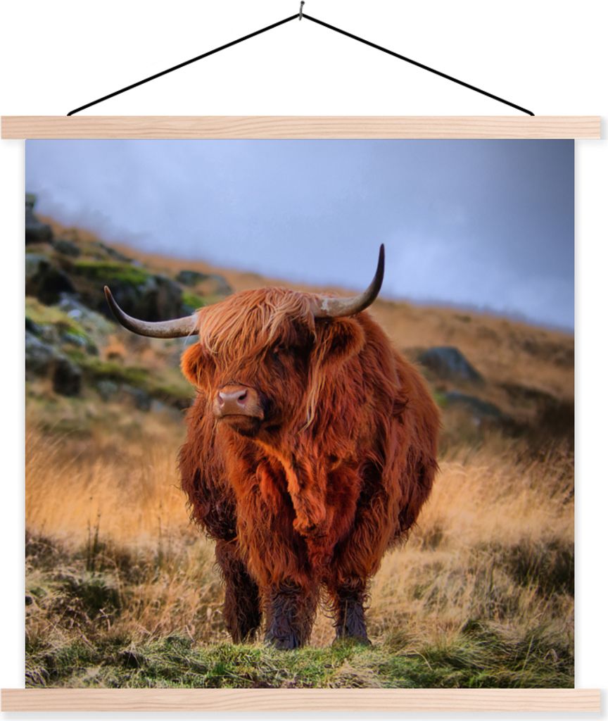 MuchoWow Textilposter Schottische Hochlandrind - Gras - Steine 60x60 cm mit holzfarbenen Rahmen - Wanddekoration