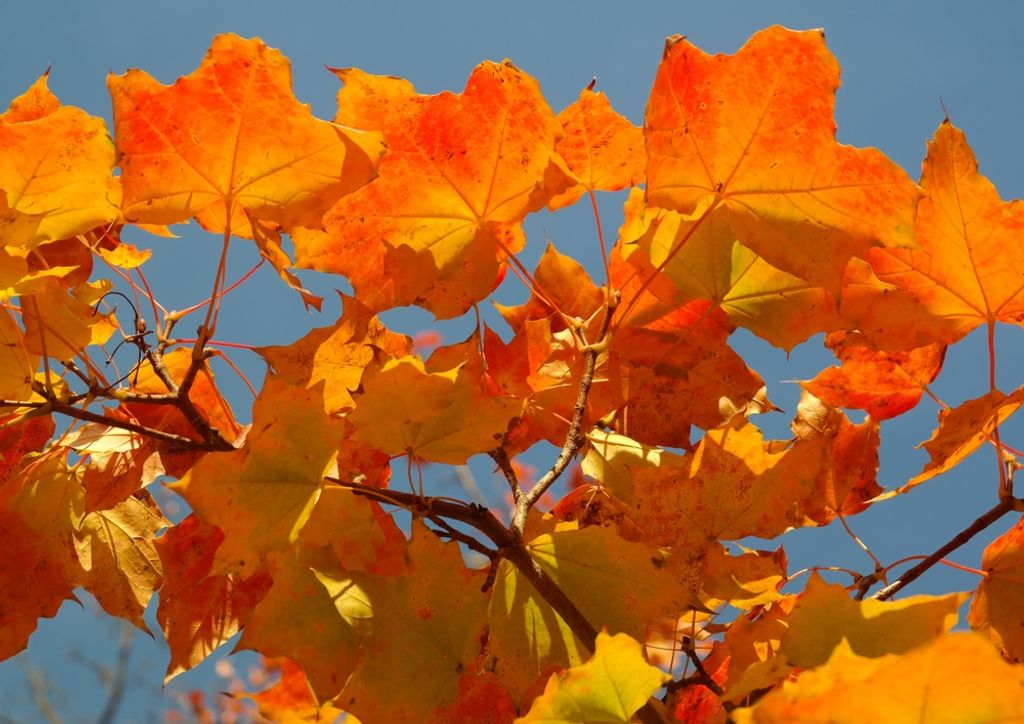 hansepuzzle 44181 - Ahorn Puzzle, 260 Teile, Natur, 41,0 x 28,0cm mit hochwertiger Aufbewahrung, Kartonbox und wiederverschließbarem Beutel