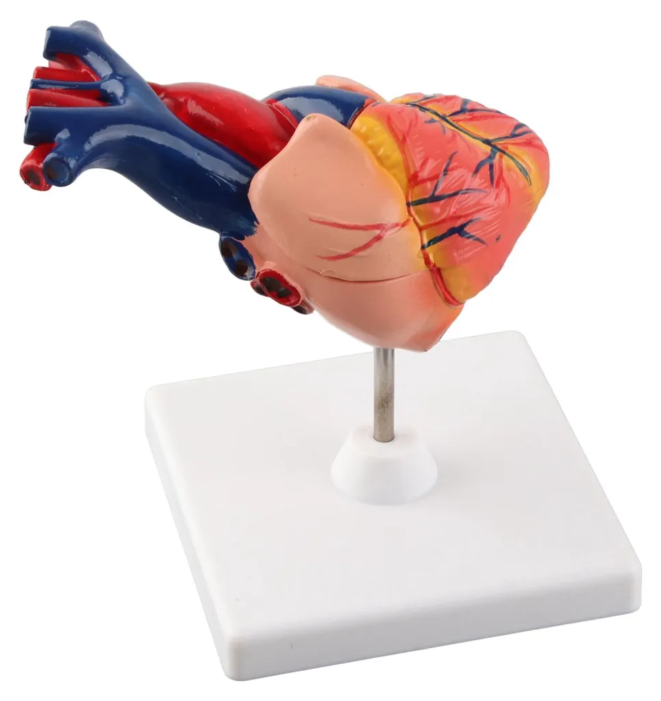 Maquette de cœur humain détaillée avec structures internes amovibles - 11