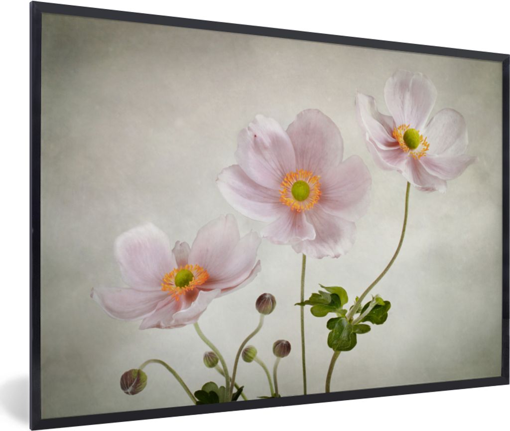 MuchoWow Gerahmtes Poster Blumen - Stillleben - Ölfarbe - Mohn - Rosa 30x20 cm - Poster mit Schwarzem Bilderrahmen Wandposter Rahmen Foto Bilder...