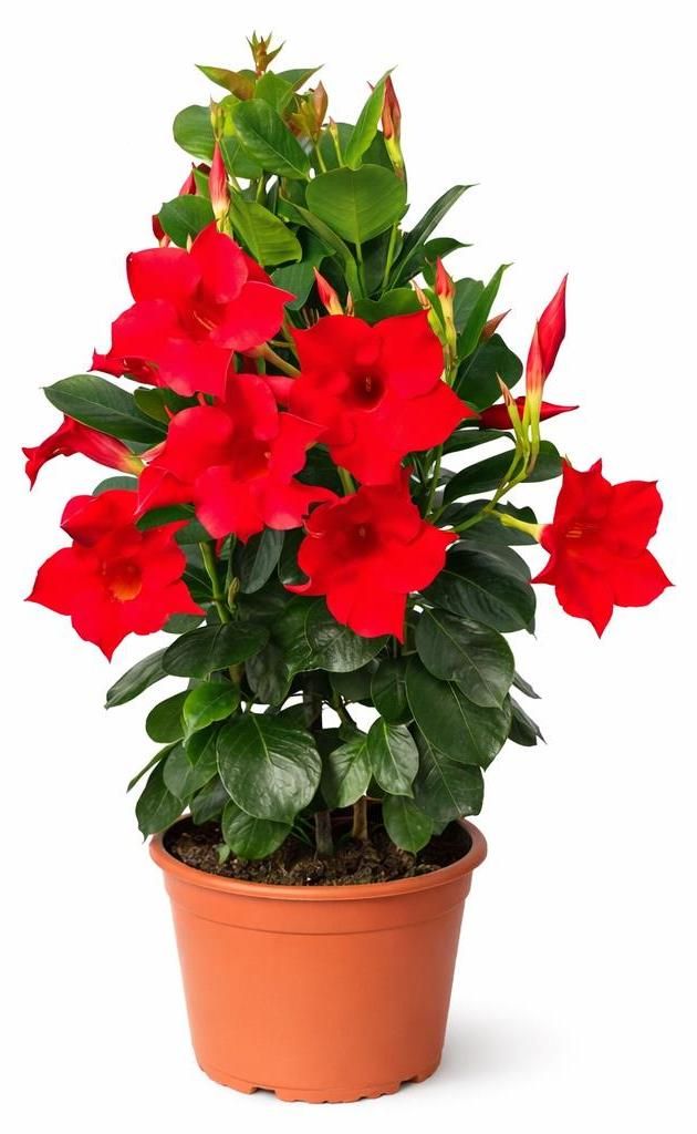 Mandevilla Dipladenia - Trichterblüte - Pyramidenform - 14cm Topf - ca. 45-50cm - rot