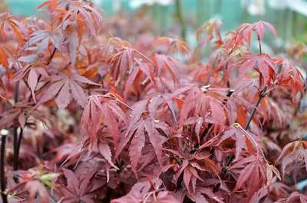Érable du Japon Skeeter's Broom : Arbuste d'Ornement Rouge 50-60 cm