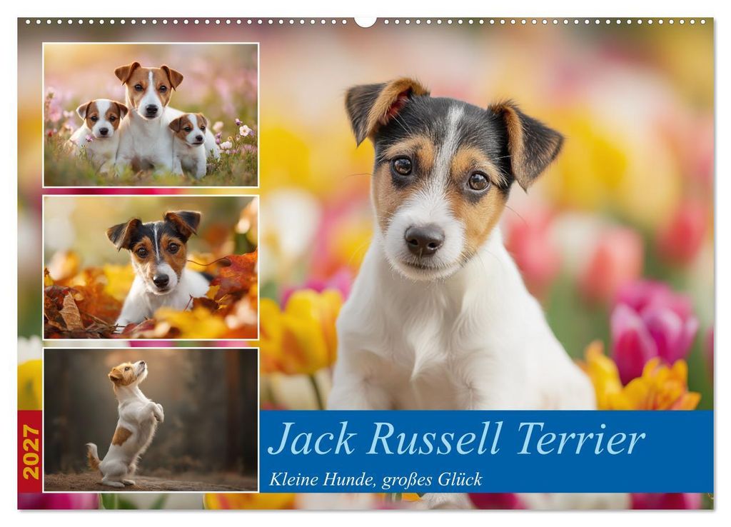 Jack Russell Terrier (Wandkalender 2027 DIN A2 quer), CALVENDO Monatskalender