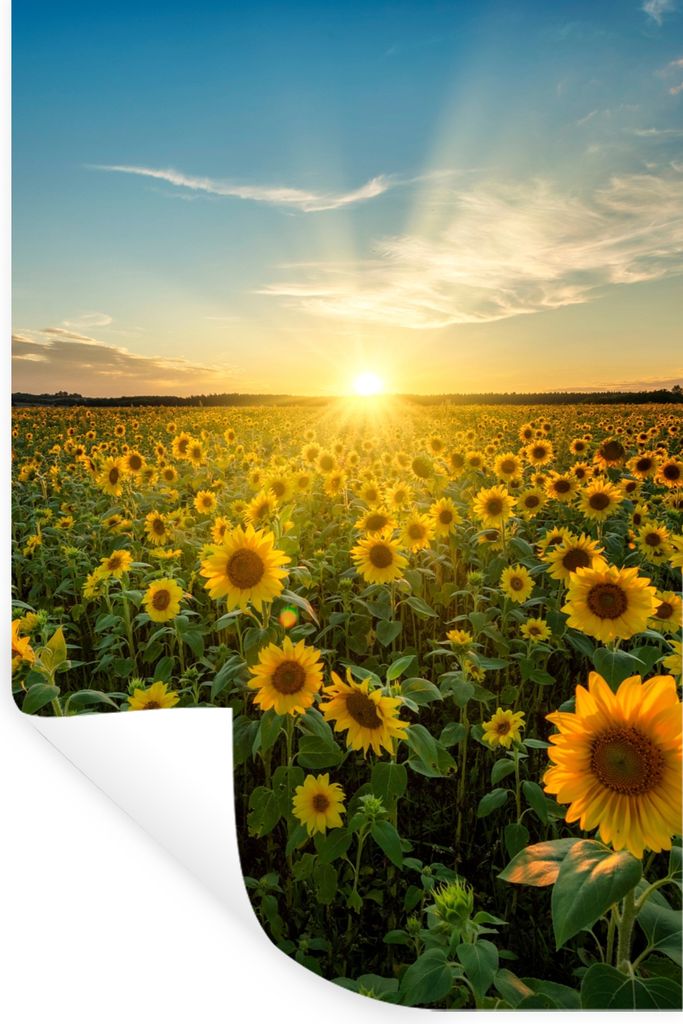 MuchoWow Wandtattoo Wandsticker Wandaufkleber Sonnenuntergang - Blumen - Sonnenblume - Horizont - Landschaft 60x90 cm Selbstklebend und Repositio...